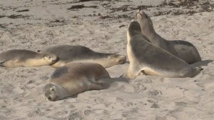 Морские львы