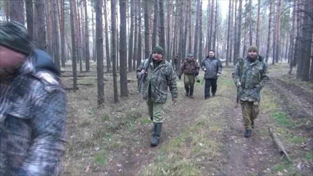 Охота на лося. Взяли двух лосей.