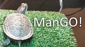 Черепаха греется и загорает на островке # манго красноухая пляж