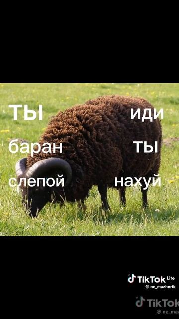 ты алень тупой смотреть онлайн
