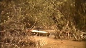 Северский Донец-Волчья 1989