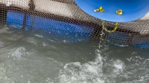 Очередная партия Форели