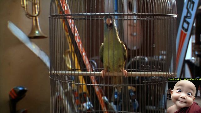 "Поли" - смотреть всем))