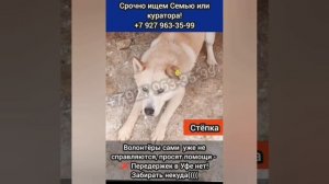 Добрый невозвратный Стёпка В ОТЛОВЕ, рвётся за помощью к людям!
Он никому больше не нужен..
⚡СРОЧНО