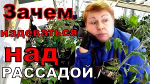 Почему я "сошла с ума"? Зачем и почему так рано сажаю?Толстячки мои томаты