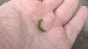 Один из дней города Евпатории | 31 мая 2021 год | Крым | ХАН БАТОН | XAH 6ATOH | VID_20210531_142359