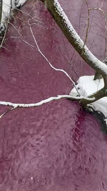 Река Сетунь окрасилась в бордовый цвет