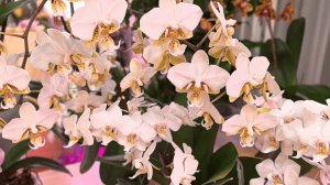 О посадках орхидей. О поливах орхидей. Какая связь между водой и цветами. Стю и Мия, две бомбочки 😍