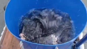 Зарыбление водоема ! Форель активно ловится на малька , пасту и ратлины !