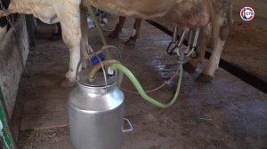 В Севастополе владельцы сельскохозяйственных животных могут получить господдержку