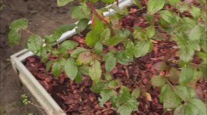 Рассказываем, какие сорта голубики у нас растут в огороде