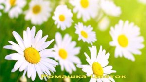 Ромашка-Цветок