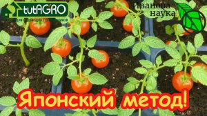 Хитрый ЯПОНСКИЙ способ: рассада будет толстой и крепкой! Томаты с имбирём: секрет сильных корней!