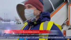 04.03.2026 83 тысячи цыплят прибыли на остров из Екатеринбурга