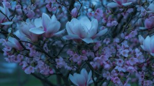 ✧ Спокойная фоновая музыка для учебы, работы, сна и расслабления | Dreamy Magnolias