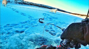 Лучшая Зимняя Рыбалка. Ловим Окуней, Сорогу Попался Хариус. Лучшие Зимние Забавы. Сибирь - Сибирия