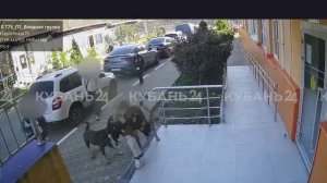 Стая собак напала на девочку со щенком во дворе ЖК в Сочи