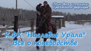один день из жизни коневладельца