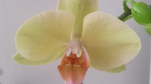 05.03.2026г. Обзор праздничной поставки орхидей в Лемана Про.