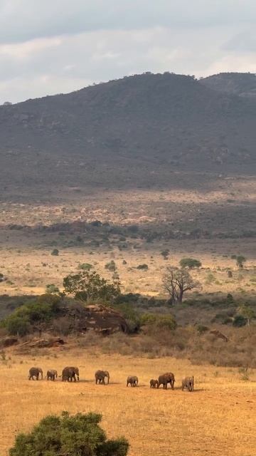 Стадо слонов идет за водой в засушливый сезон.