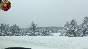 Мелодия заснеженного леса