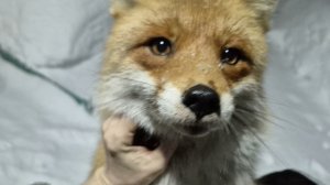 (1232) Лиса приходит в гости. Март 2026