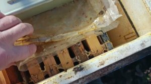 15 ноября 2025 облёт, как пчелы уходят в зиму