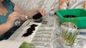 Лук подстригла и подсыпала земли в улитку.