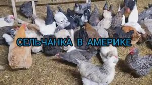 Сельчанка в Америке /МАЛЕНЬКАЯ ФЕРМА В МИЧИГАН СЕЛЬЧАНКА В АМЕРИКЕ