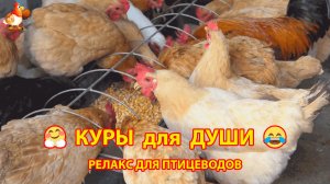 Куры несушки в добрых условиях (1)