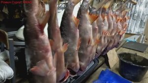 Засолка язя. Часть 2. Финал.