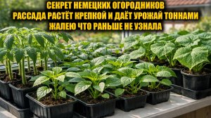 Секрет из Германии! Рассада толстеет на глазах и корни прут как бешеные!