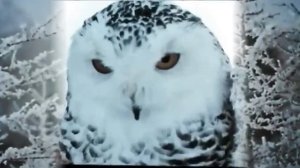 Увезу Тебя я в ТУНДРУ