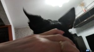 Мои бомжики вернулись/Я приболела