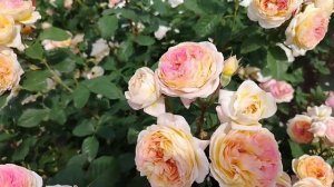 Розы из моего сада : Мадам де Сталь , Розоман Жанон , Ханзештадт росток , Лиола.