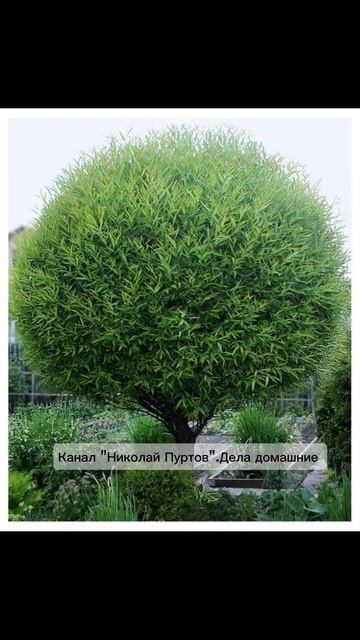 И будут деревья 🌳👍😊