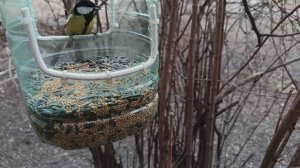 06 03 2026 На обед просо и сырые семена подсолнечника 🌻