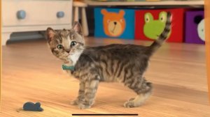 Крошка-Котёнок в Большом Приключении! Уход за малышом + весёлые игры 👶🐱