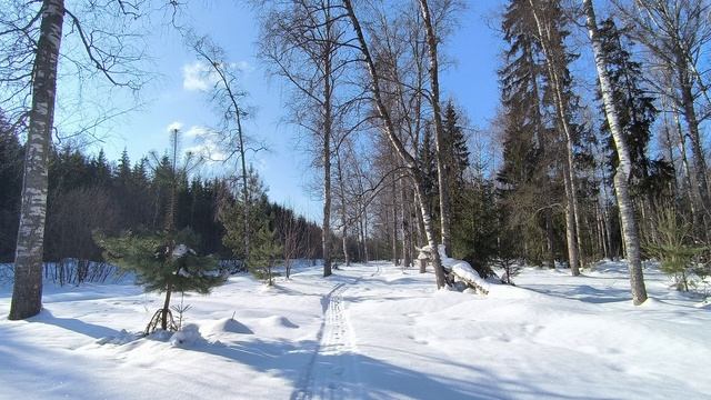 Солнечный день в зимнем лесу. ч.1. Март 2026