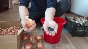 Как вырастить лук и чеснок