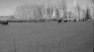 олени бегут в лучах заката