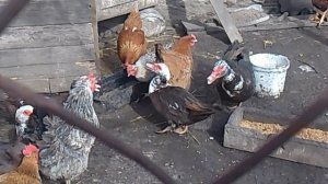 1000003465.mp4 индоутка загуляли