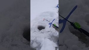 #кумжа/север#простоЗАХАРЫЧ