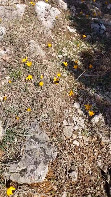 Шафран узколистный  🍃