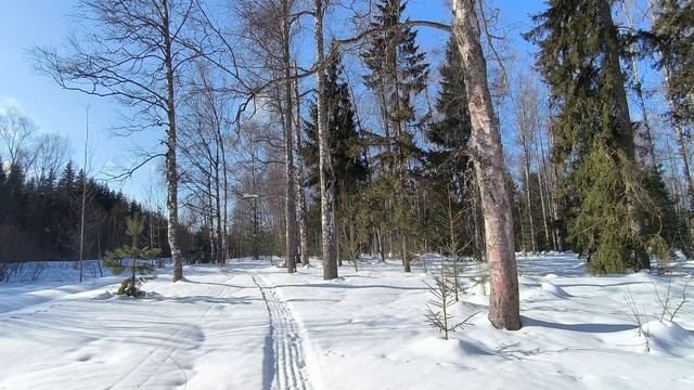 Солнечный день в зимнем лесу. ч.4. Март 2026 смотреть онлайн