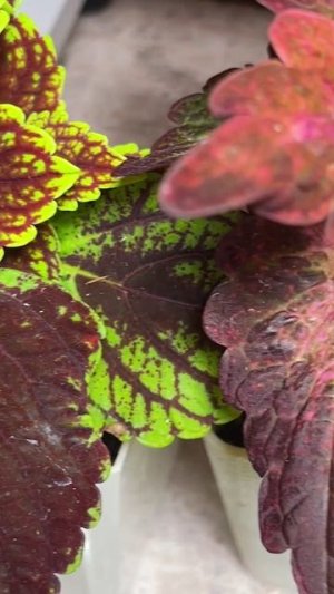 Какой способ размножения колеуса лучше.