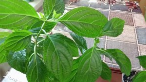 ЧЕРЕНКИ ГОРТЕНЗИИ. ЧТО ДЕЛАЮ?