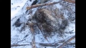 3 декабря,2 соболя.