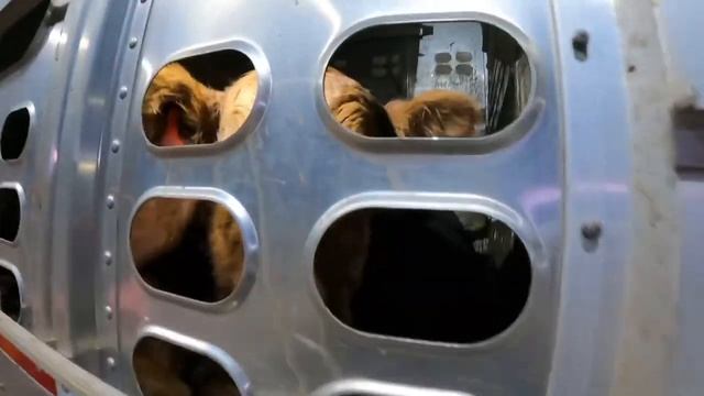 Going on A Cattle Drive (ep.10)