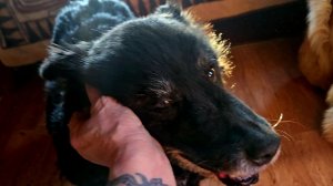 Весенняя капель, предпочтения рыжего пса и День Рождения старушки